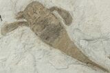 Three Sea Scorpion (Eurypterus) Fossils - New York #236954-2